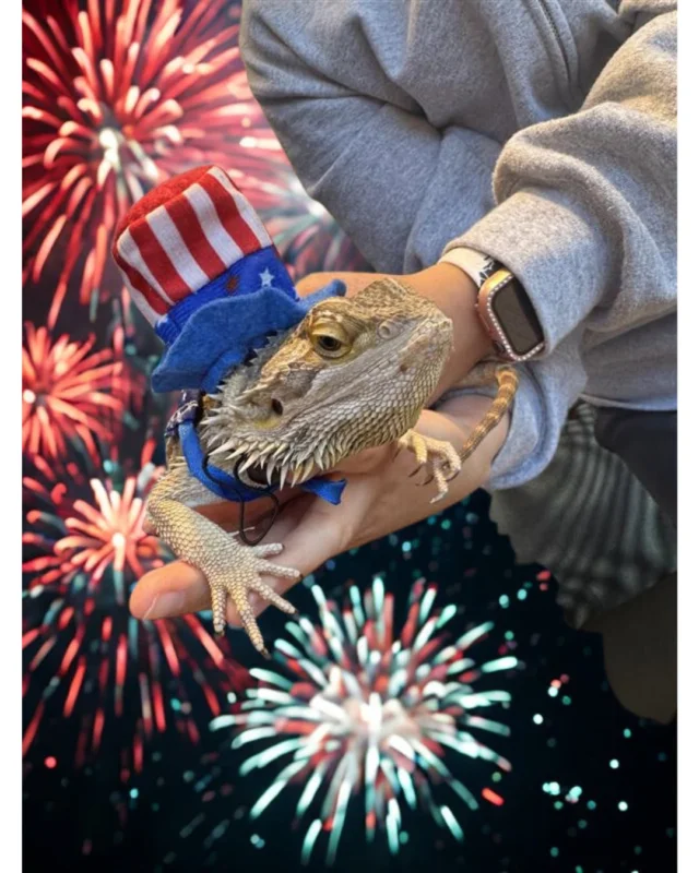 🦎 Critter Chronicles: Gertie from Davenport

Back at it again! Gertie’s living her very best bearded dragon life! 💅 After snacking on strawberries and striking a pose in her latest bow, she’s gearing up to celebrate the 4th in style 🎆 (yes, that is a patriotic top hat).

She’s still holding down the office chair throne and honestly, we wouldn’t have it any other way.

#CritterChronicles #TeamCaravel #LifeAtCaravel #GertieReturns #BeardedBoss #FourthOfJulyFun #ABAwithHeart