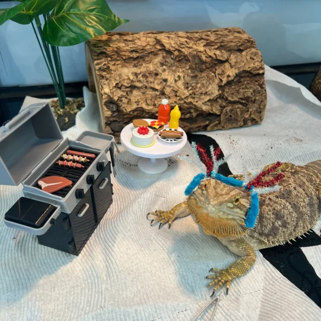 🎆 Cue the BBQ playlist... CeCe’s on the grill! 🍔🌭
It wouldn’t be a holiday weekend without Caravel’s own Queen of Costumes bringing the sparkle ✨

Decked out in her firework finest, CeCe is serving red, white, and sizzle 🔥
She’s got burgers, pies, and style for days and she hopes everyone had a safe, sunny, and joy-filled Independence Day weekend!

💙 From all of us (and our stylish sidekicks), Happy 4th of July weekend!

#critterchronicles #CeCeSighting #4thOfJuly #CaravelAutismHealth #BBQMode #NeurodiversityIsBeautiful