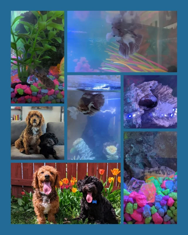 🐾 Critter Chronicles: Social Media Squad Edition
Meet the behind-the-scenes pet crew supporting Caravel's Social Media Specialist (aka the person writing this 👋) and her family! While they don’t show up at clinics, they do boost creativity, morale, and Teams meeting entertainment.
🐶 Skye – the sweet soul who ensures every post has heart
🐶 Obi – the wild card and walking meme content
🐟 Spectra – the serene betta fish who brings peaceful energy to busy days
🐌 Tony – a tiger snail with a go-with-the-flow vibe and a true slow-and-steady mindset (he said no photos please)
🐌 Samuel – our newest snail scholar, always observing, always chill
🐟 Snap, Crackle & Pop – three peppered corys who scoot, swirl, and keep the tank (and the vibes) in motion
We love celebrating all the critters! Whether they belong to our kiddos, teammates, or the creative minds keeping our mission moving forward.
Skye: Chief Wellness Officer
Obi: Director of Barketing & Distraction Management
Spectra: Mindfulness Coordinator
Tony: Pace Strategist & Productivity Snail
Samuel: Junior Analyst, Snail Division
Snap, Crackle & Pop: Aquatic Synergy Consultants
#CritterChronicles #PetsofCaravel #SocialMediaSquad #WorkingWithPets #CaravelCulture #AquariumAllStars
