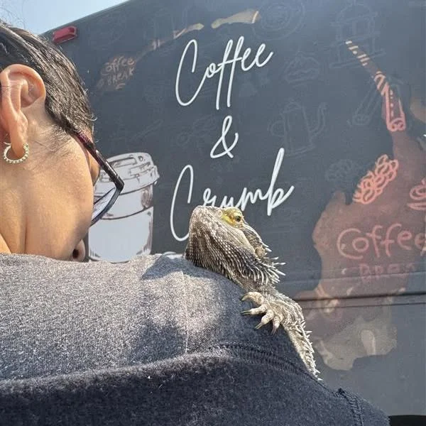 🦎☕ Critter Chronicles: Gertie Gets Caffeinated (kinda) 🌞

Okay, so this happened in August… but time works differently when you’re a bearded dragon with places to be. 😎

Gertie stepped out for a little fresh air and a coffee stop (for her humans, not her as she’s more of a sunshine-sipper). Our Davenport clinic mascot turned heads and reminded everyone that self-care can look like sunshine, a sidewalk stroll, and soaking in the moment.

From scales to smiles, she’s always repping the spirit of Caravel! 💚

#CritterChronicles #CaravelCritters #BeardedDragon #ClinicMascot #WeChangeLives #CaravelCulture